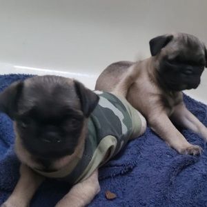 Meet your Posher, Alexa